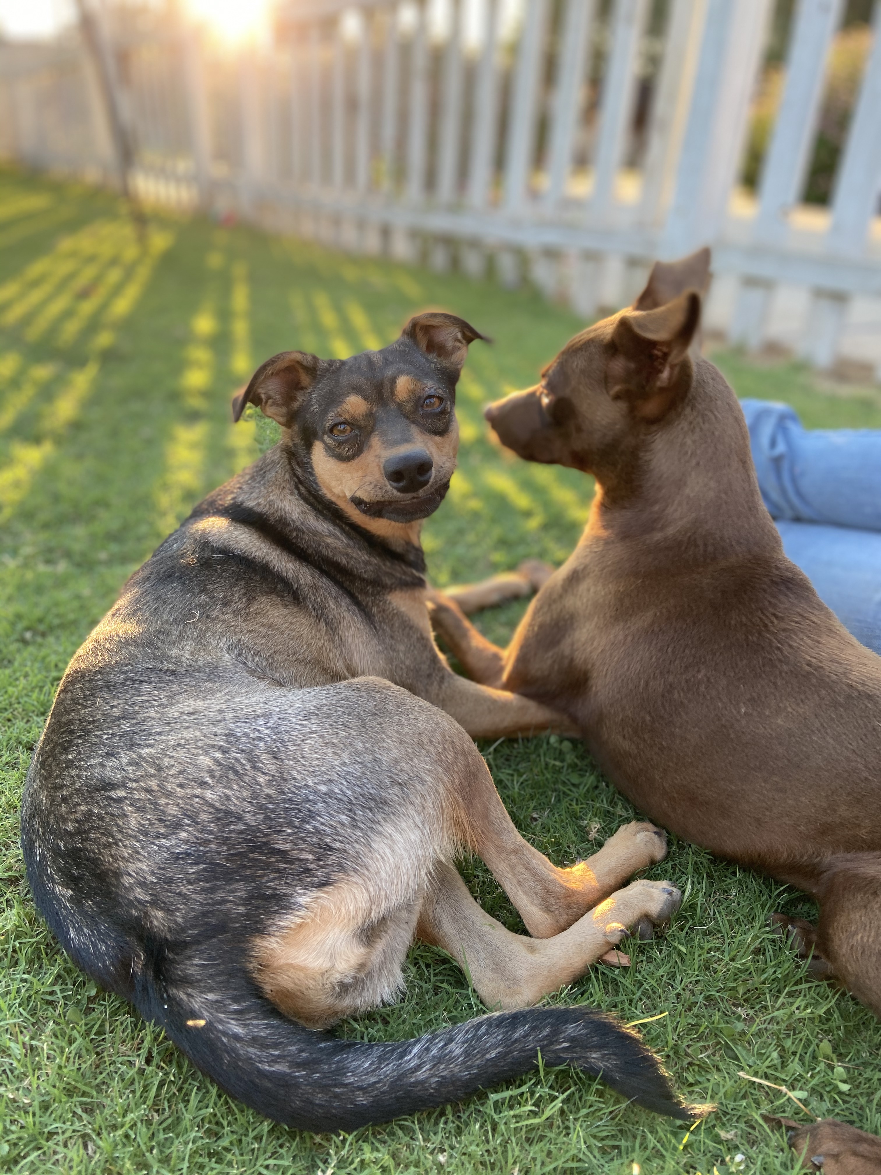 Countess, an adoptable Terrier in San Jose, CA, 95125 | Photo Image 6