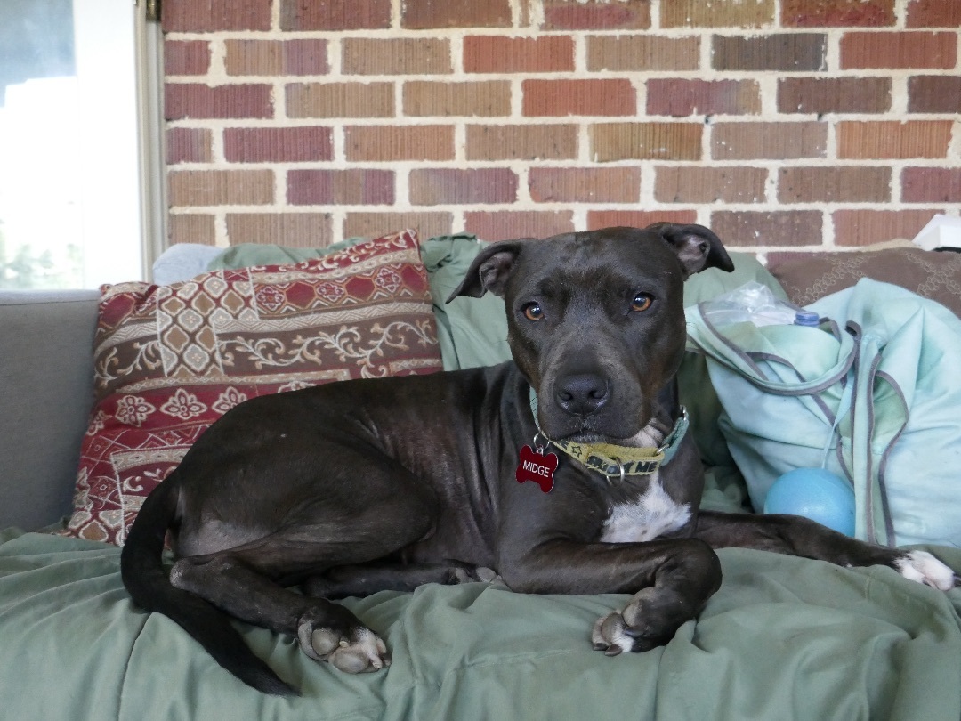 Midge Maisel, an adoptable Terrier, Hound in Clarkston, GA, 30021 | Photo Image 2