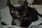 . Eric Tuxedo and Tommy Tortie Kits .