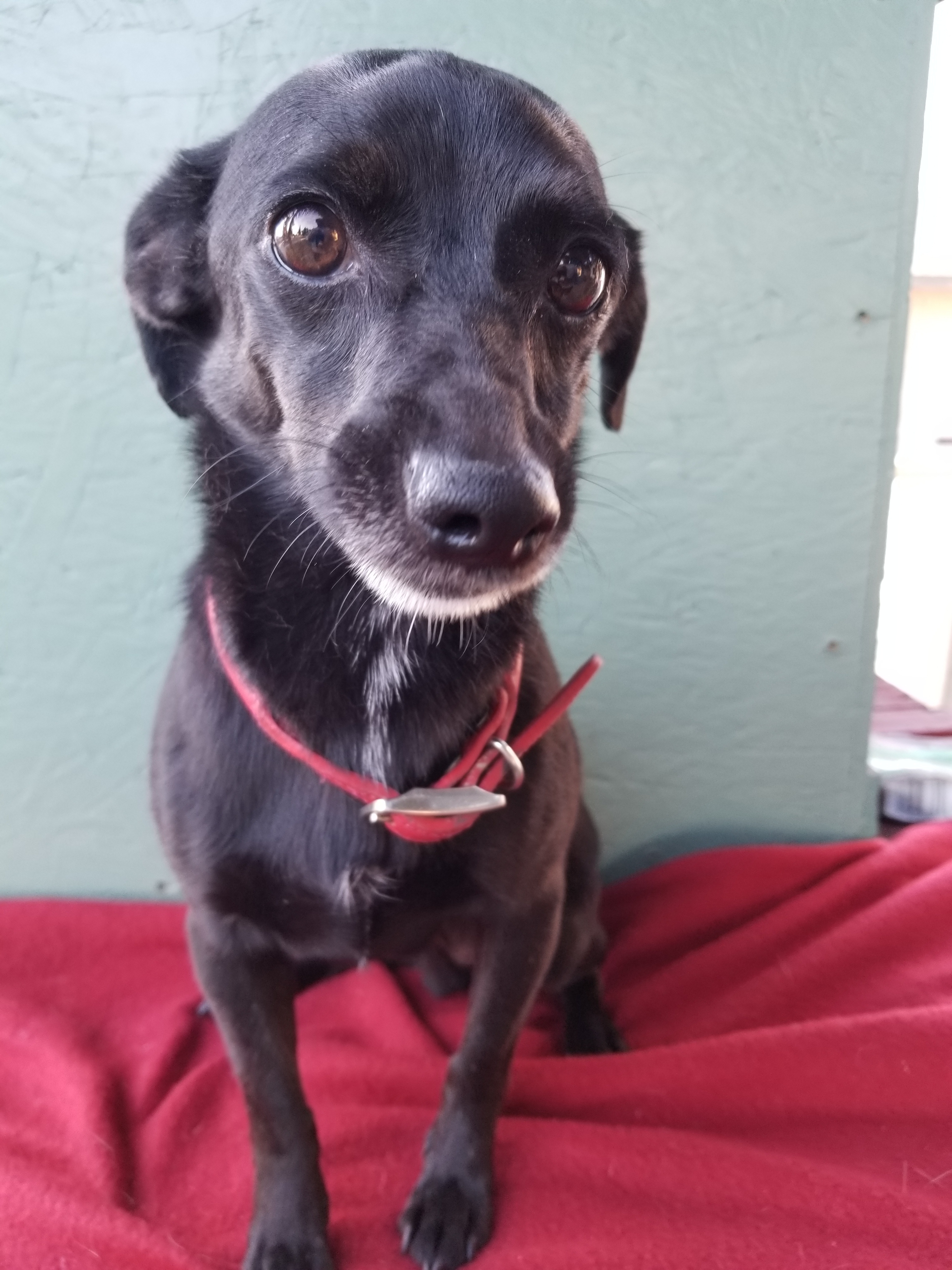 Poncho Vinny Pawporone, an adoptable Dachshund, Chihuahua in Bakersfield, CA, 93301 | Photo Image 2