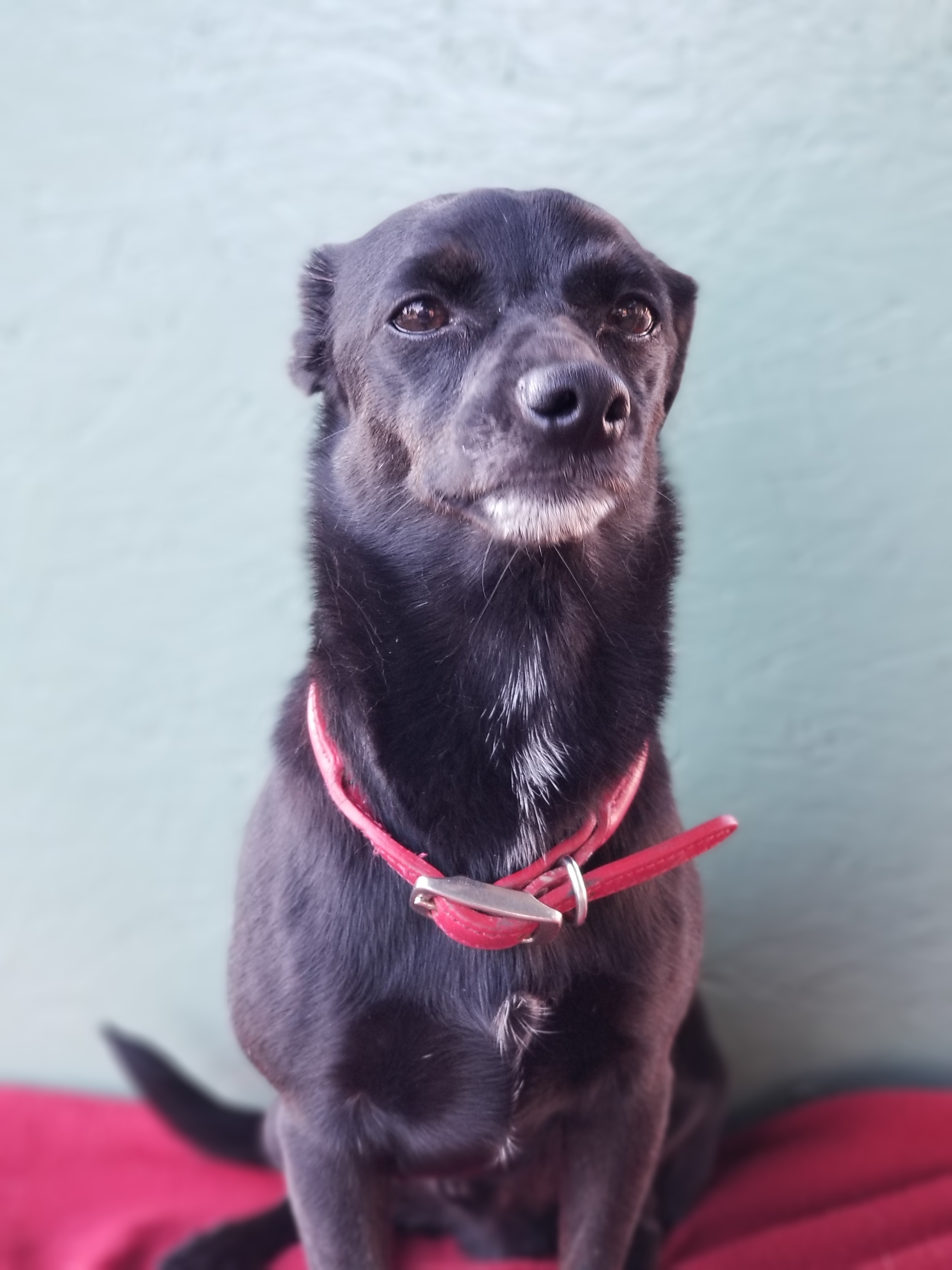 Poncho Vinny Pawporone, an adoptable Dachshund, Chihuahua in Bakersfield, CA, 93301 | Photo Image 4