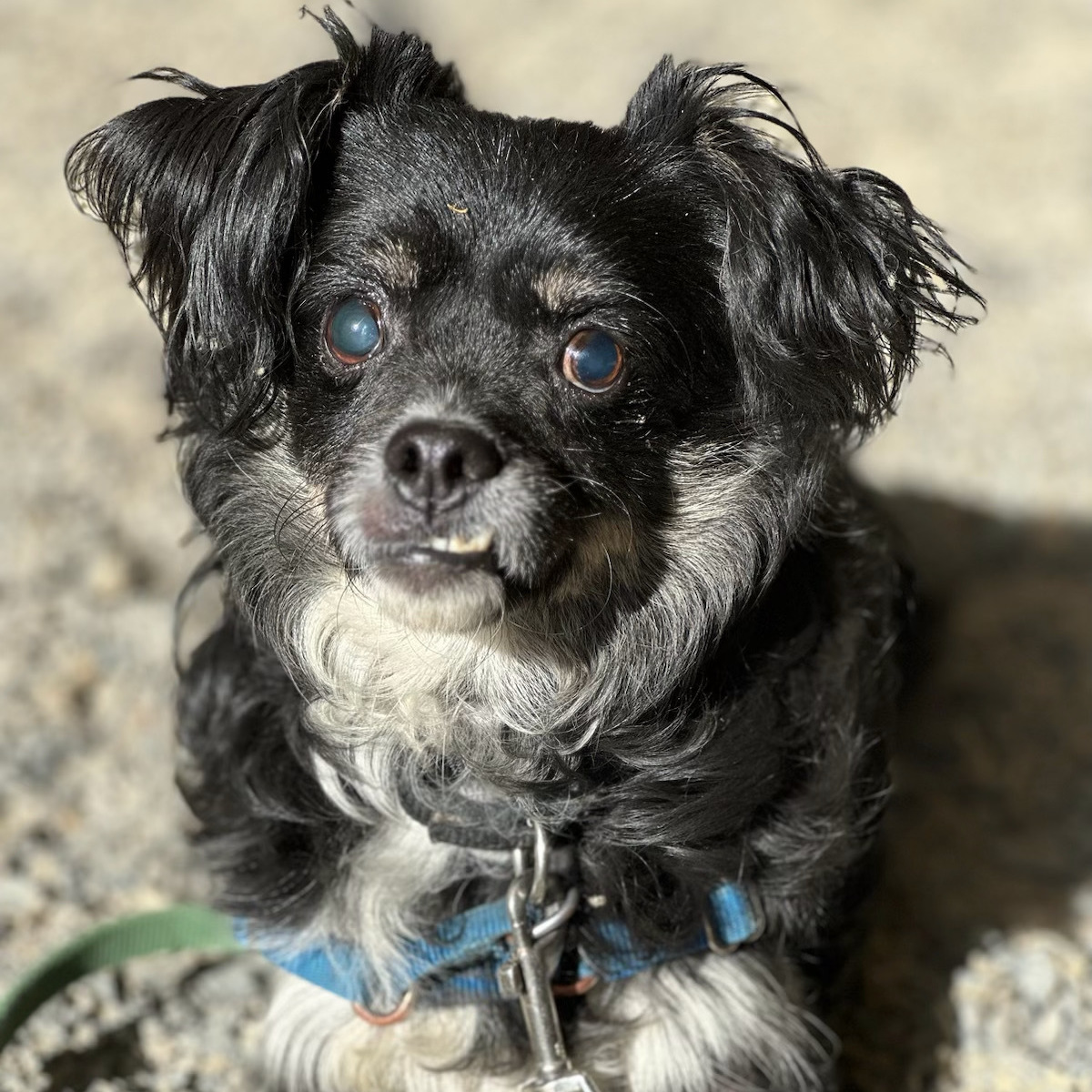 Gus, an adoptable Shih Tzu in Petaluma, CA, 94953 | Photo Image 2