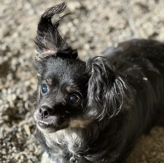 Gus, an adoptable Shih Tzu in Petaluma, CA, 94953 | Photo Image 1
