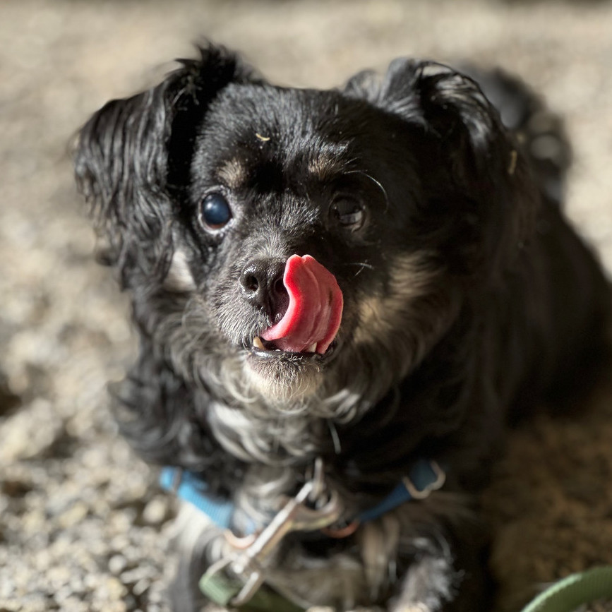 Gus, an adoptable Shih Tzu in Petaluma, CA, 94953 | Photo Image 6