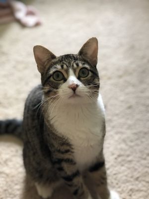 Klondike at the Adoption Center