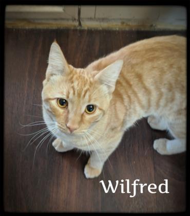 Wilfred detail page