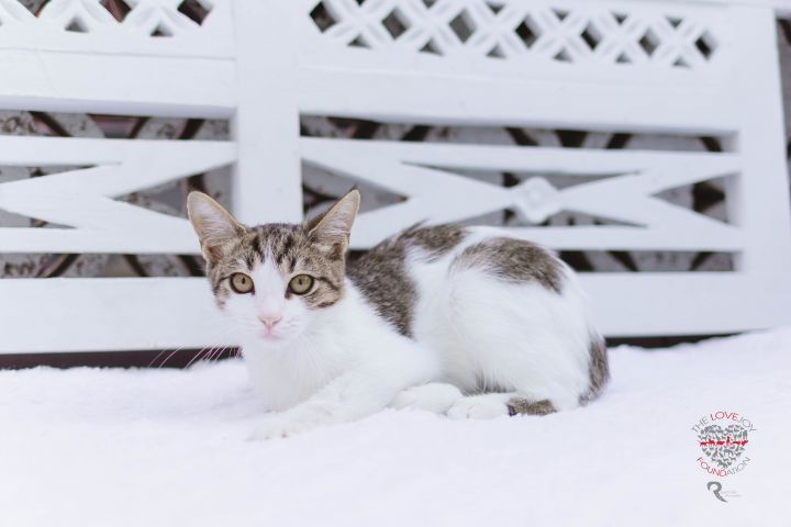 Cat For Adoption Kittens An Abyssinian Egyptian Mau Mix In