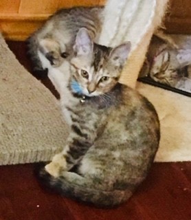 Cat For Adoption Lark A Calico Domestic Short Hair Mix In
