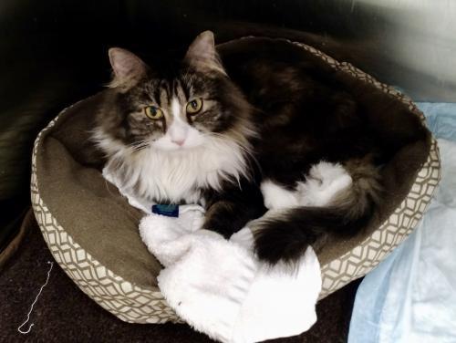 Cat For Adoption 1412 1615 Percy Barn Cat Special Needs A