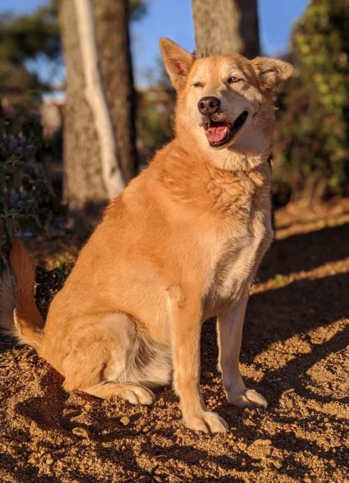 Dog For Adoption Toto A Shepherd Golden Retriever Mix In