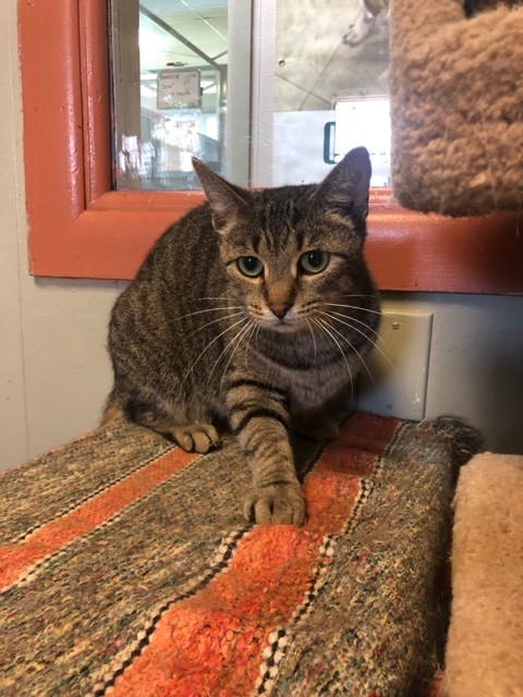 Zina, an adoptable Domestic Short Hair in Wapakoneta, OH, 45895 | Photo Image 1