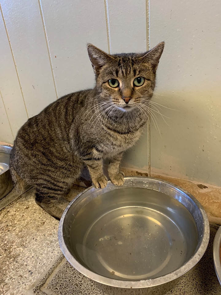 Zina, an adoptable Domestic Short Hair in Wapakoneta, OH, 45895 | Photo Image 2