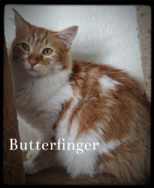 Butterfinger