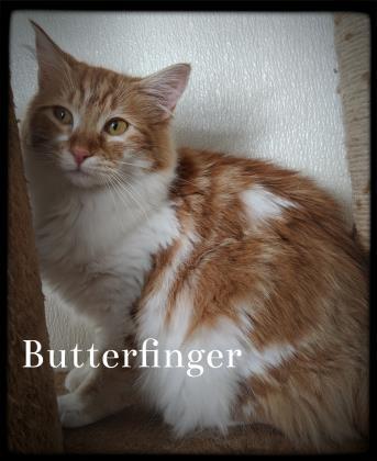 Butterfinger 1