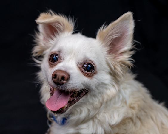 Charles, an adopted Chihuahua in Kennesaw, GA_image-4