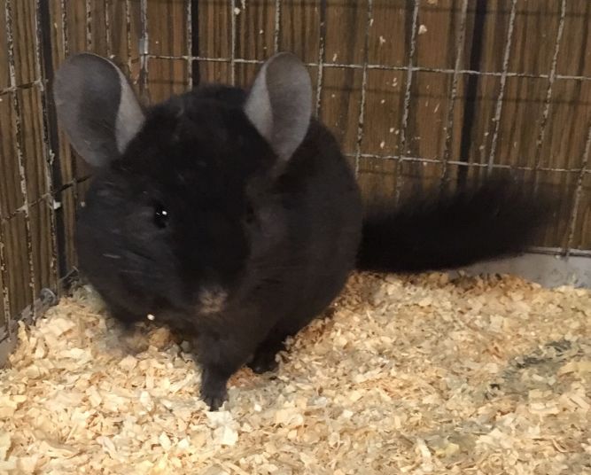 5 month old dark ebony curly carrier male chinchilla