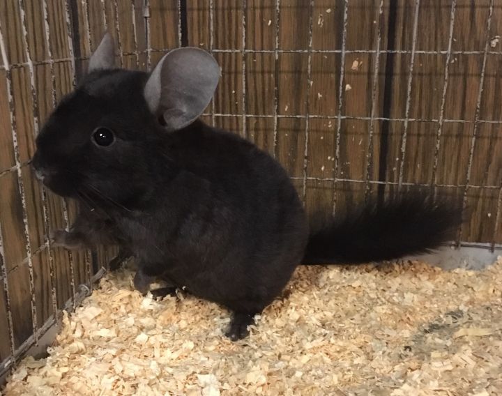 5 month old dark ebony curly carrier male chinchilla 2