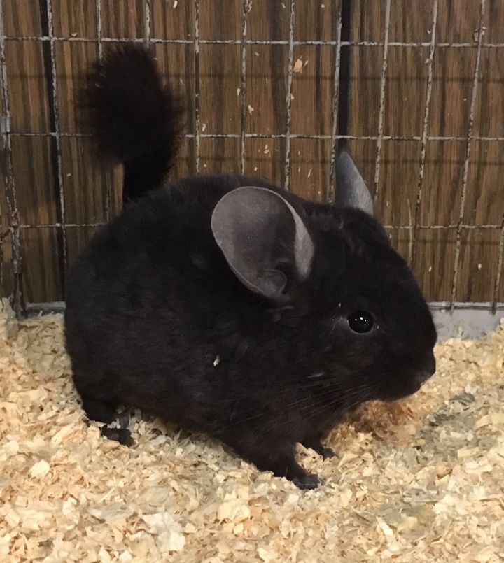 5 month old dark ebony curly carrier male chinchilla 3