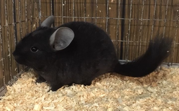 5 month old dark ebony curly carrier male chinchilla 4