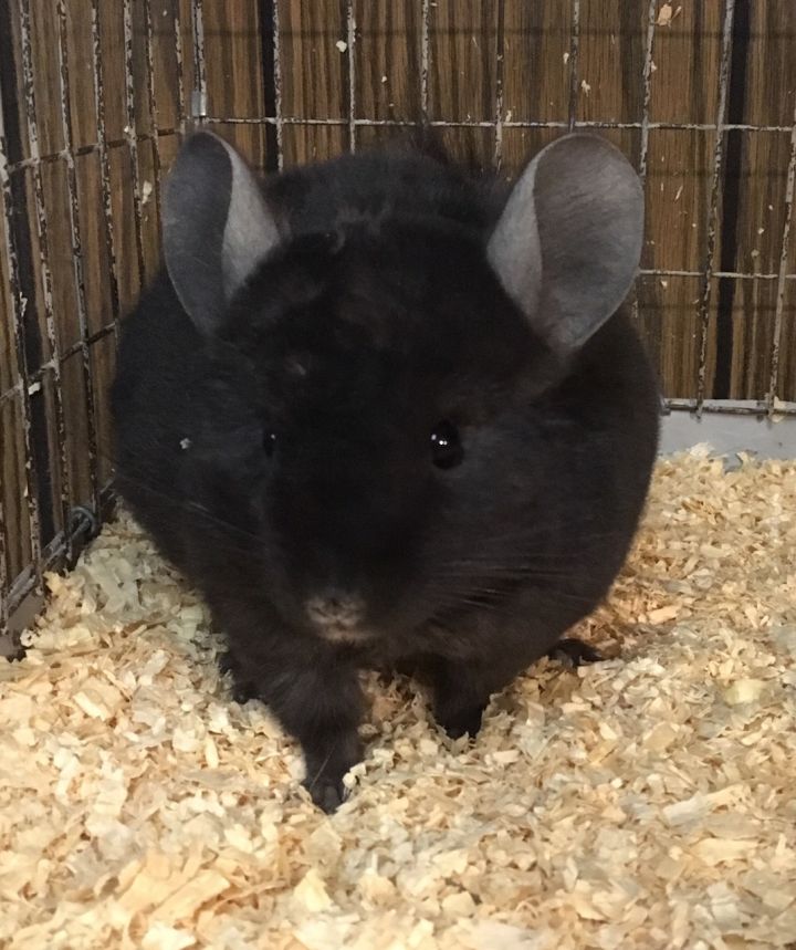 5 month old dark ebony curly carrier male chinchilla 5