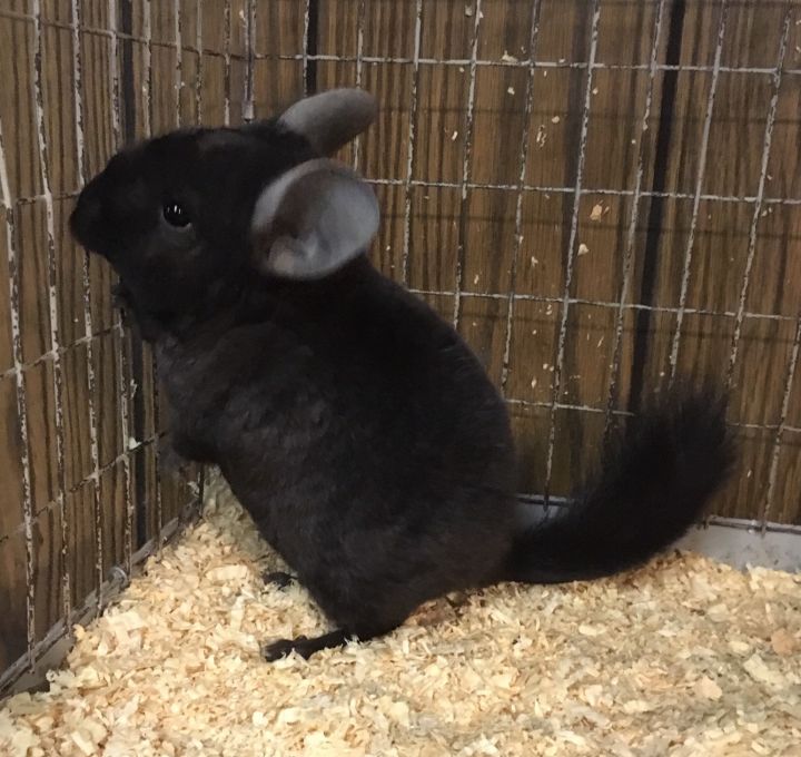 5 month old dark ebony curly carrier male chinchilla 6