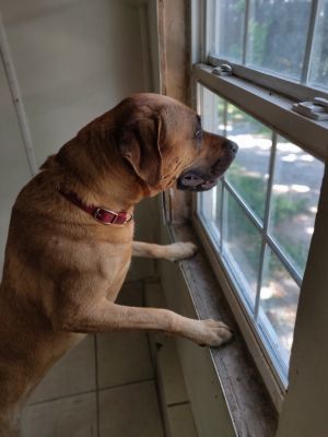 Dogs For Adoption Near Indianapolis In Petfinder