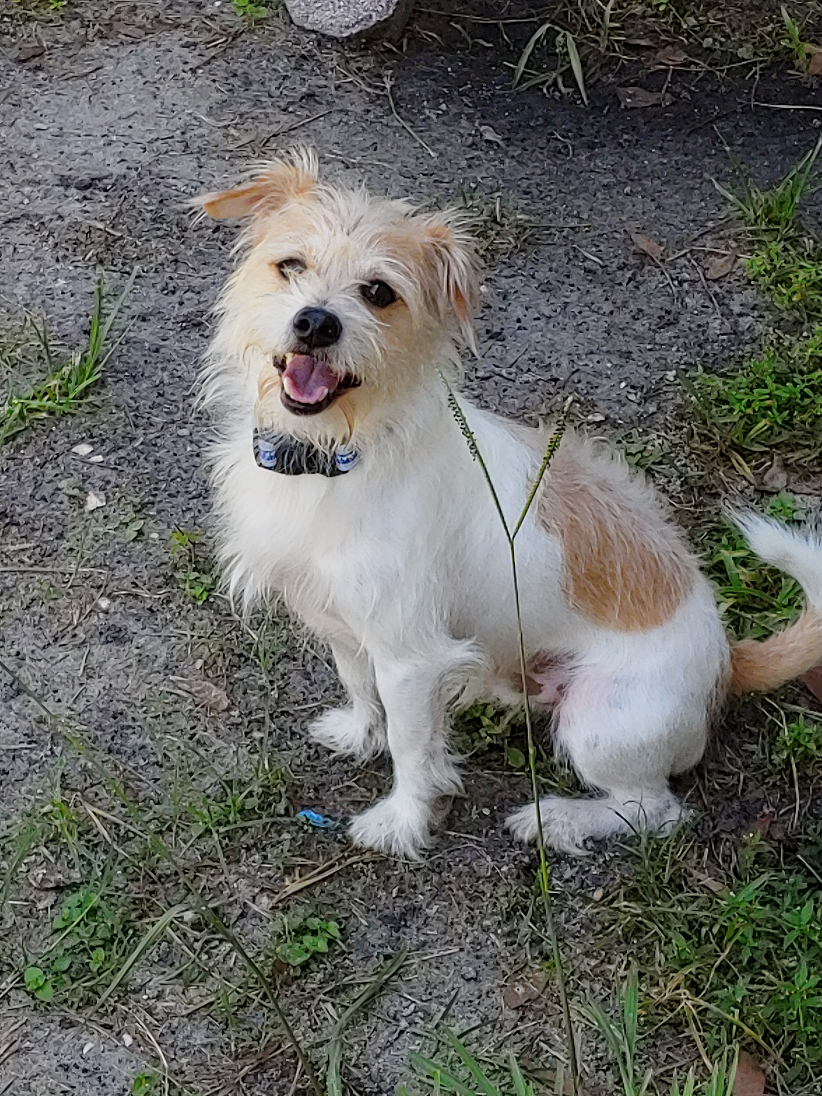 45+ Jack Russell Terrier Shih Tzu Mix Puppies