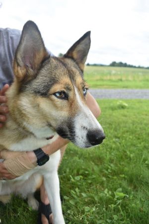 . Jewel Russian Husky .