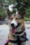 . Jewel Russian Husky .