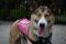 . Jewel Russian Husky .