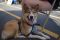 . Jewel Russian Husky .