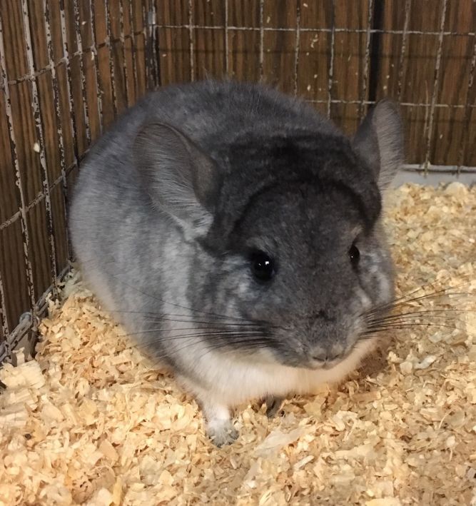 4 month old silver mosaic female chinchilla kit (baby)