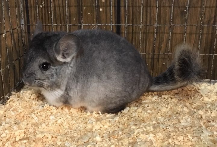 4 month old silver mosaic female chinchilla kit (baby) 2