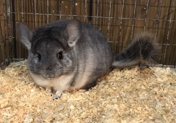 4 month old silver mosaic female chinchilla kit (baby) 3