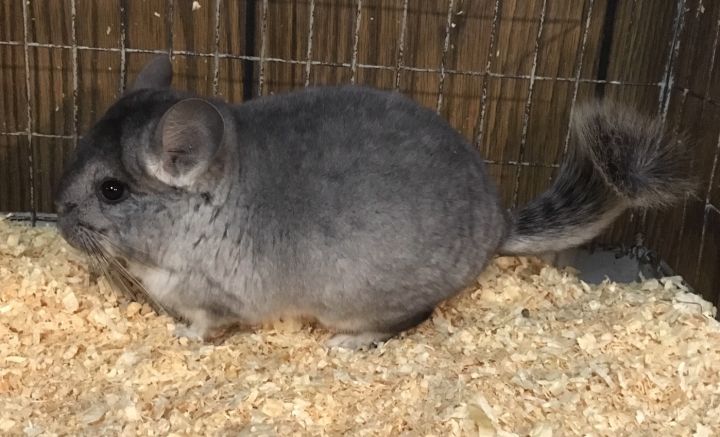 4 month old silver mosaic female chinchilla kit (baby) 4