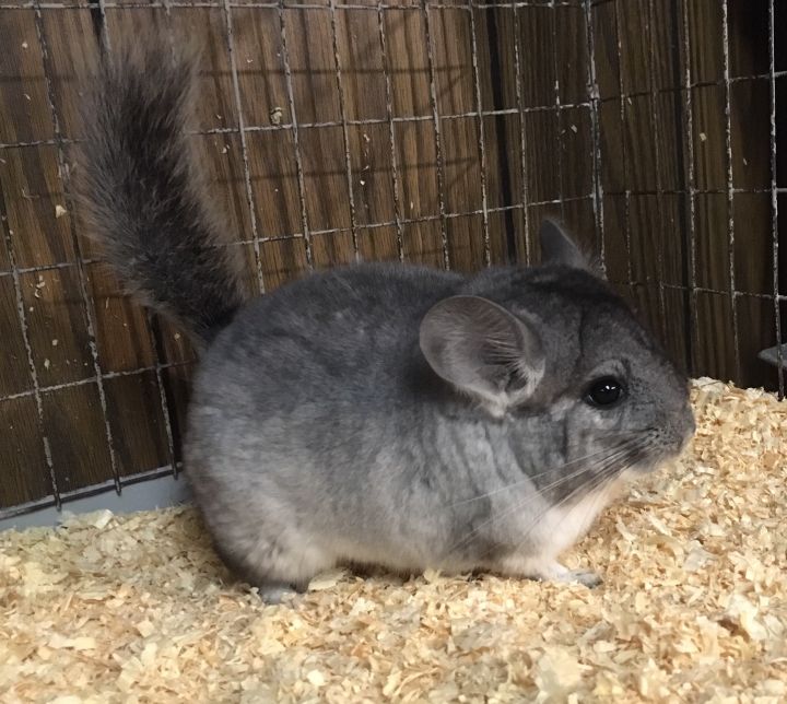 4 month old silver mosaic female chinchilla kit (baby) 5
