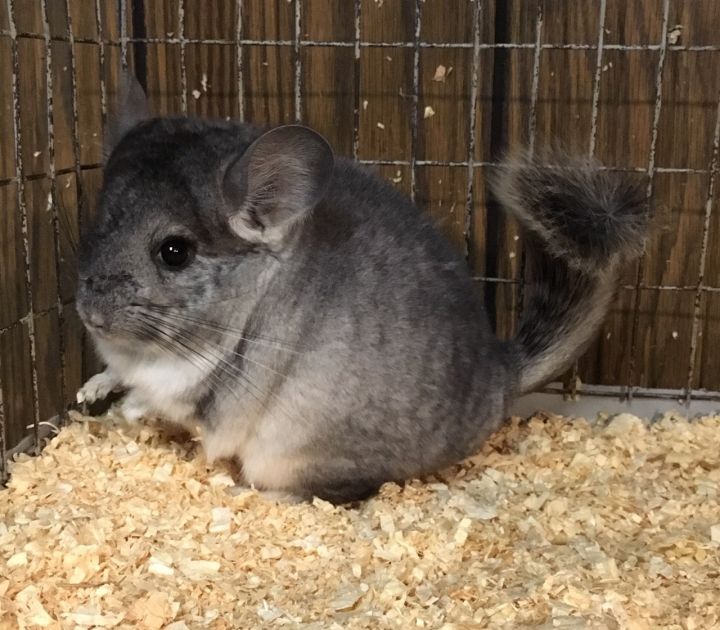 4 month old silver mosaic female chinchilla kit (baby) 6