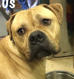 Haus, an adoptable Mastiff in Olean, NY, 14760 | Photo Image 1