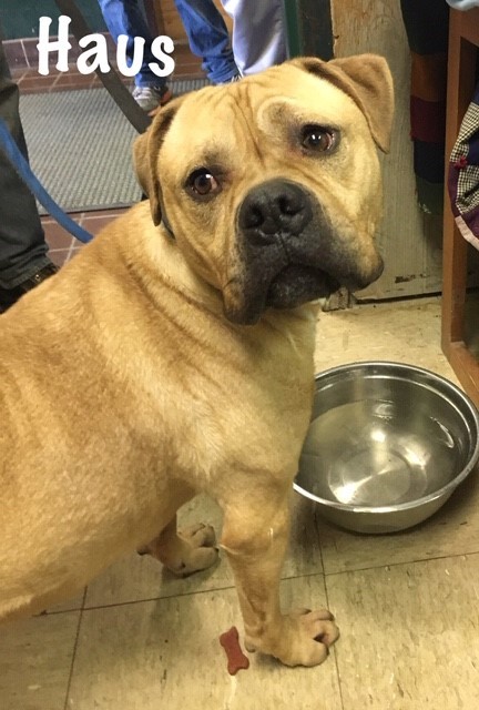Haus, an adoptable Mastiff in Olean, NY, 14760 | Photo Image 2