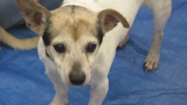 Dog For Adoption Nemo A Jack Russell Terrier Chihuahua Mix In