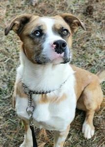 Sargent, an adoptable Boxer, Australian Shepherd in Sautee Nacoochee, GA, 30571 | Photo Image 3