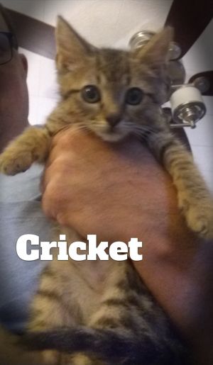 Crickett