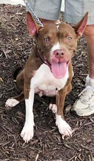 Holly, an adoptable American Staffordshire Terrier in Charlottesville, VA, 22901 | Photo Image 1
