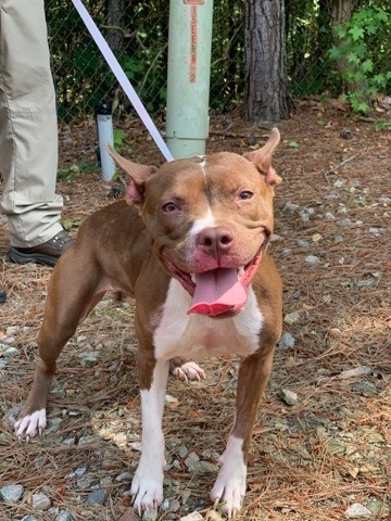 Holly, an adoptable American Staffordshire Terrier in Charlottesville, VA, 22901 | Photo Image 2
