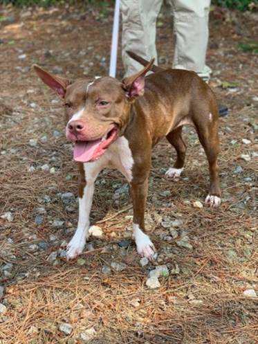 Holly, an adoptable American Staffordshire Terrier in Charlottesville, VA, 22901 | Photo Image 3