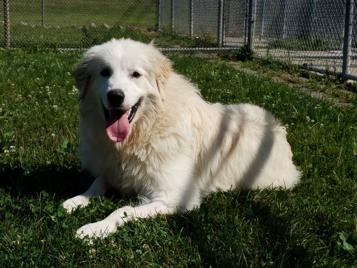 Ghost, an adoptable Great Pyrenees in Lake Odessa, MI