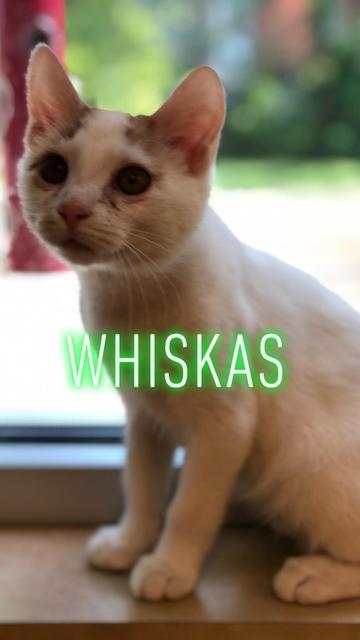 Whiskas Kitten detail page