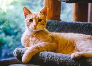 . Seamus (FIV+) .
