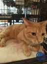 . Seamus (FIV+) .