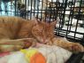 . Seamus (FIV+) .